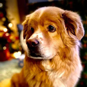 Meet your Posher, Barbara